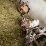 Bed and breakfast Wengerwirt Zur Laube Komfortzimmer Deluxe 3*