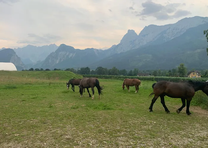 فندق مبيت وإفطار Wengerwirt Zur Laube Komfortzimmer Deluxe