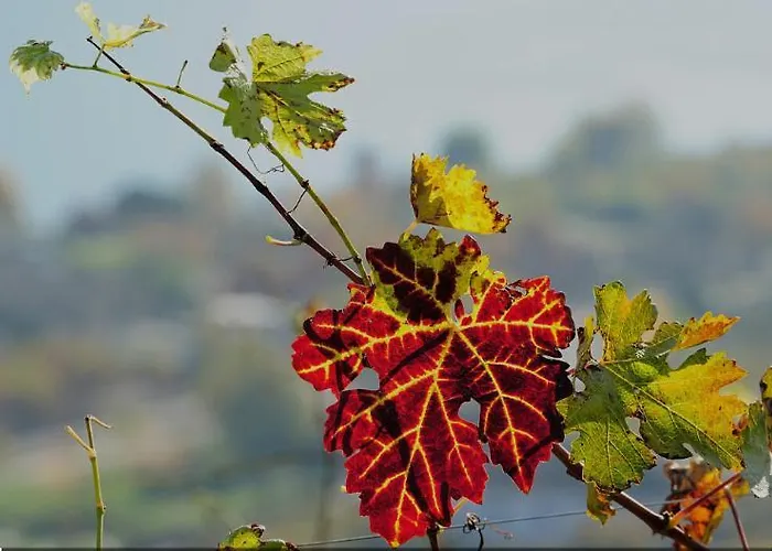 فندق مبيت وإفطار Wengerwirt Zur Laube Komfortzimmer Deluxe Weng im Gesause