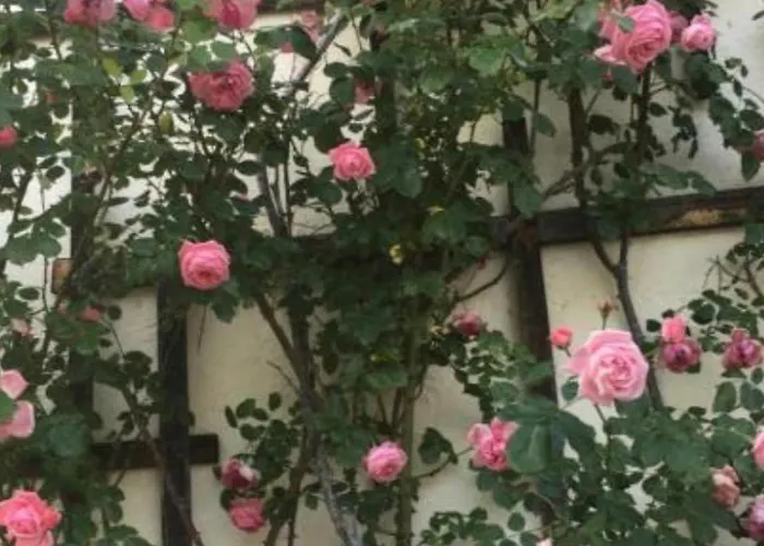 Wengerwirt Zur Laube Komfortzimmer Deluxe Weng im Gesause