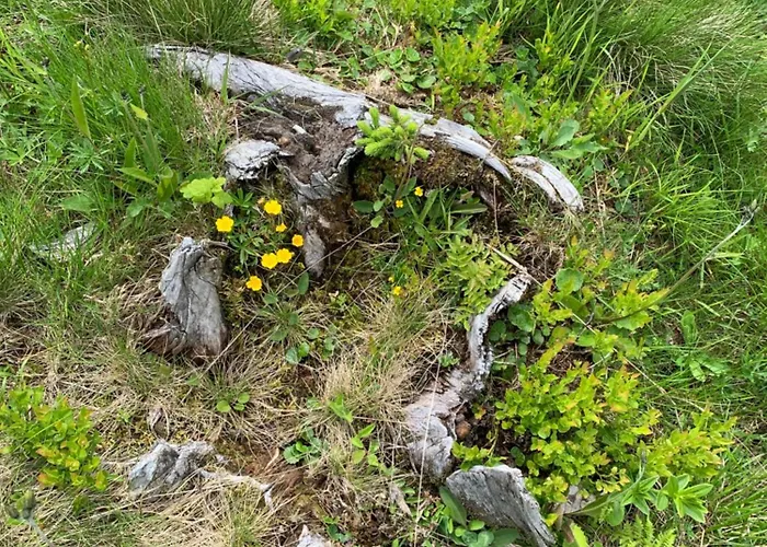 Wengerwirt Zur Laube Komfortzimmer Deluxe