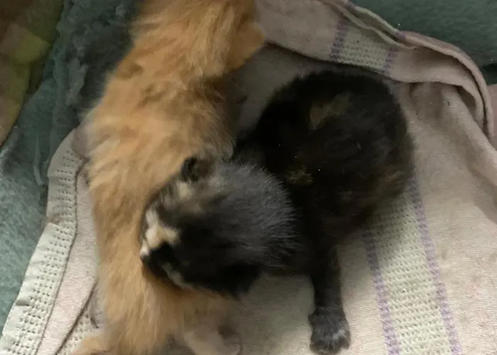 Wengerwirt Zur Laube Komfortzimmer Deluxe Weng im Gesause