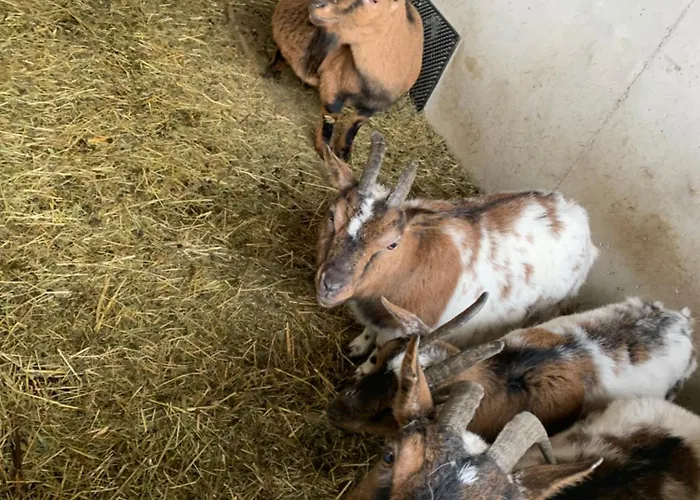 فندق مبيت وإفطار Wengerwirt Zur Laube Komfortzimmer Deluxe 3*