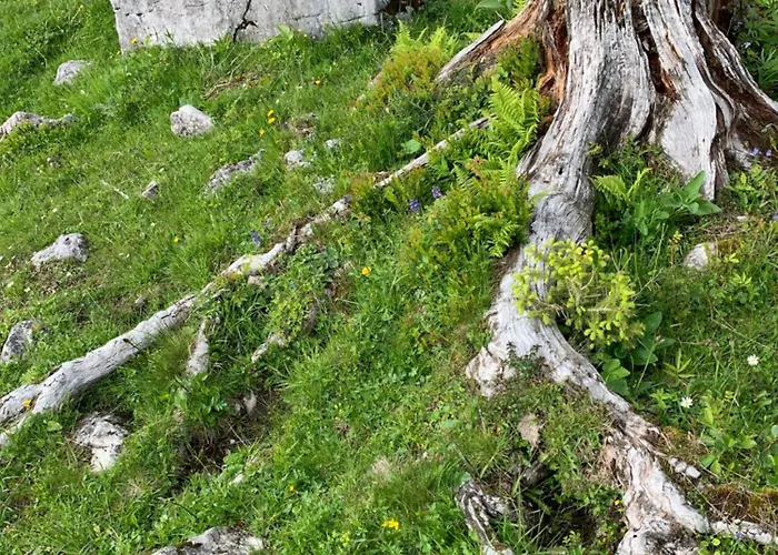 فندق مبيت وإفطار Wengerwirt Zur Laube Komfortzimmer Deluxe Weng im Gesause