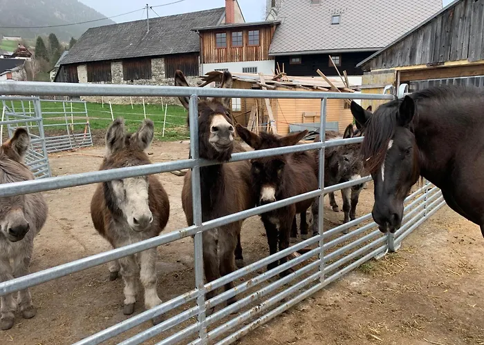 فندق مبيت وإفطار Wengerwirt Zur Laube Komfortzimmer Deluxe